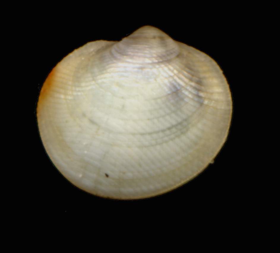 Piccolo bivalve da determinare